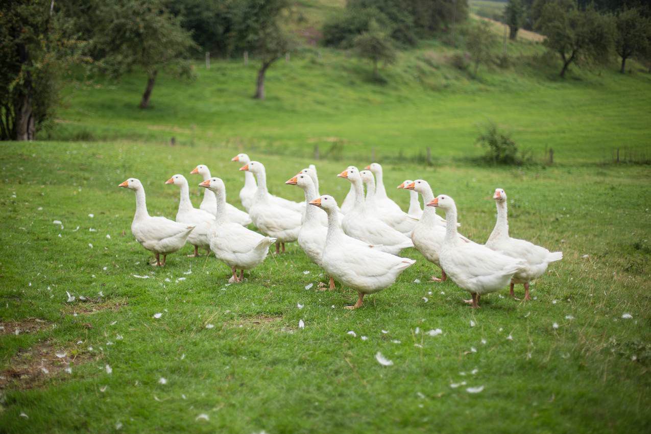 Gänse