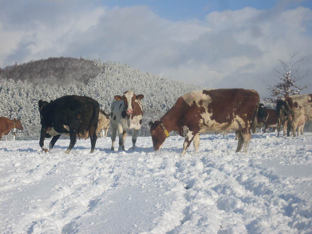 Kühe im Schnee